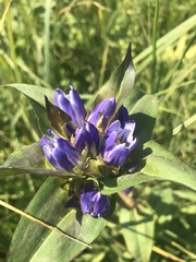 Gentiana rubricaulis
