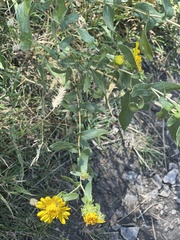 Grindelia squarrosa