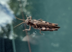 Acrididae