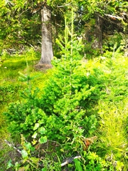 Abies sibirica