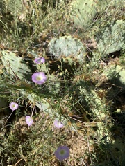 Ipomoea costellata