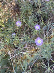 Ipomoea costellata