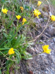 Crepis capillaris