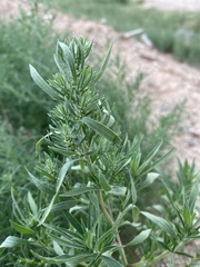 Bassia scoparia
