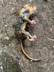 Muscardinus avellanarius