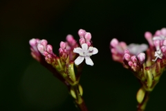 Valeriana