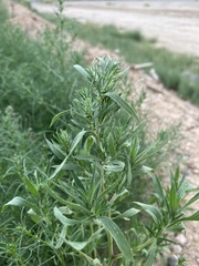 Bassia scoparia