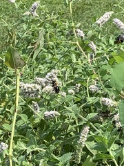 Xylocopa virginica virginica