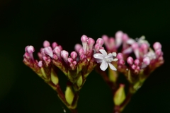 Valeriana
