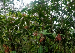 Ardisia
