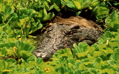 Crocodylus niloticus