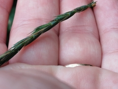 Elymus caninus