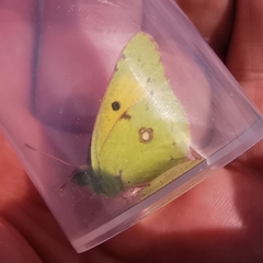 Colias croceus