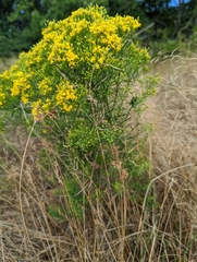 Euthamia caroliniana