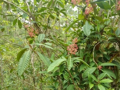 Ardisia