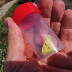 Colias croceus