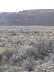 Artemisia tridentata
