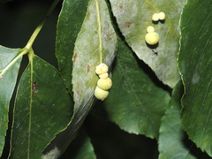 Caryomyia