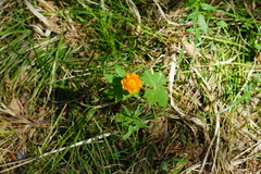 Trollius asiaticus