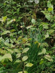 Elymus caninus