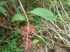 Ardisia