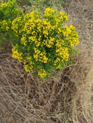 Euthamia caroliniana