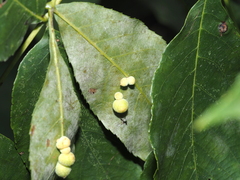 Caryomyia