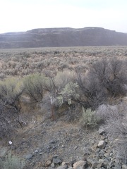 Artemisia tridentata