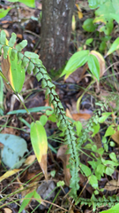 Asplenium platyneuron