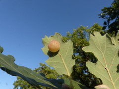 Cynips quercus
