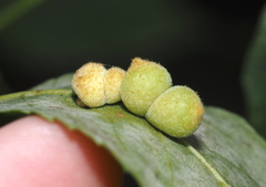Caryomyia