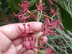 Ardisia