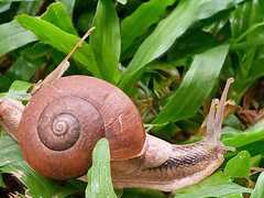Ariophanta exilis