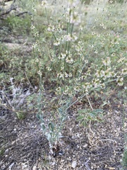 Eriogonum polycladon