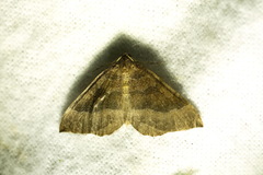 Larentia clavaria
