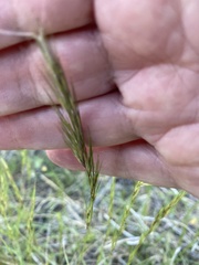 Aristida purpurea