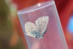 Polyommatus coridon