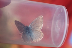 Polyommatus coridon