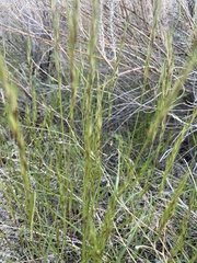 Aristida purpurea