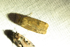 Noctua interposita