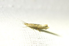 Ypsolopha horridella