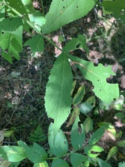 Sambucus racemosa