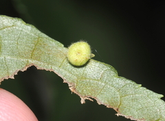 Caryomyia