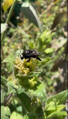 Xylocopa californica
