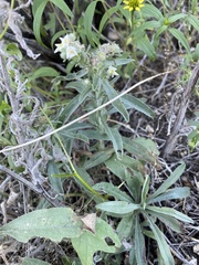Oreocarya suffruticosa