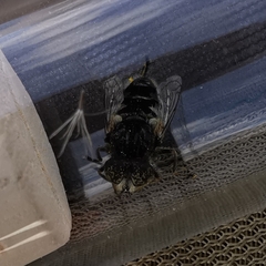 Eristalinus sepulchralis