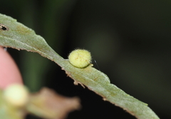 Caryomyia