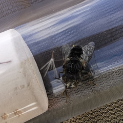 Eristalinus sepulchralis
