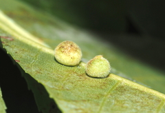 Caryomyia
