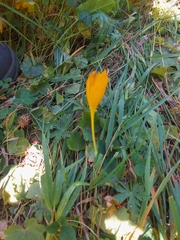 Crocus scharojanii